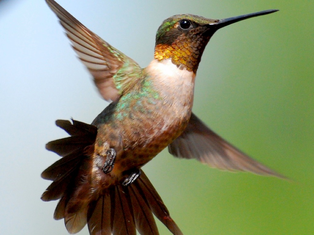 Hummingbirds