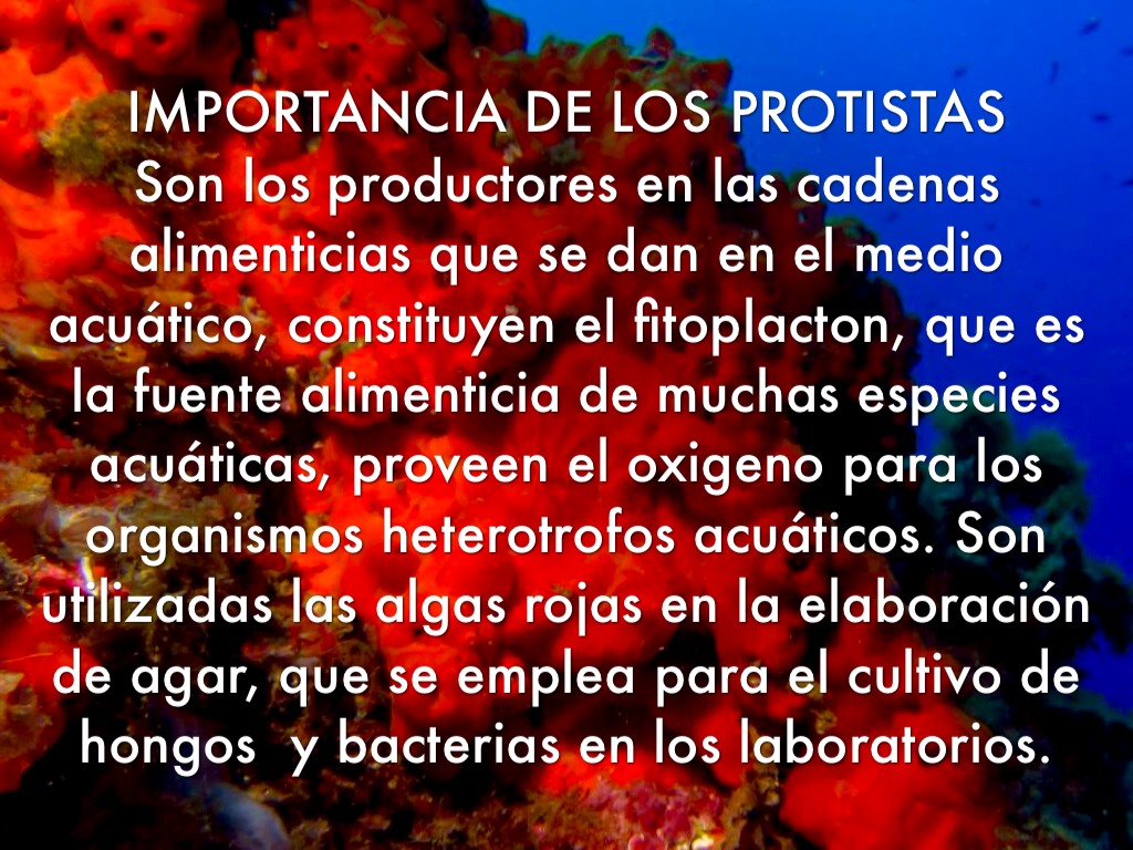 Reino Protista by Daniel Arenas