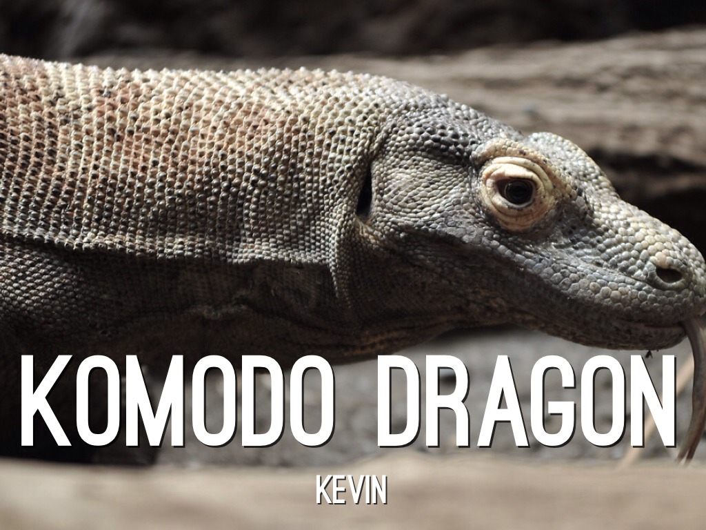 Komodo Dragon- Kevin