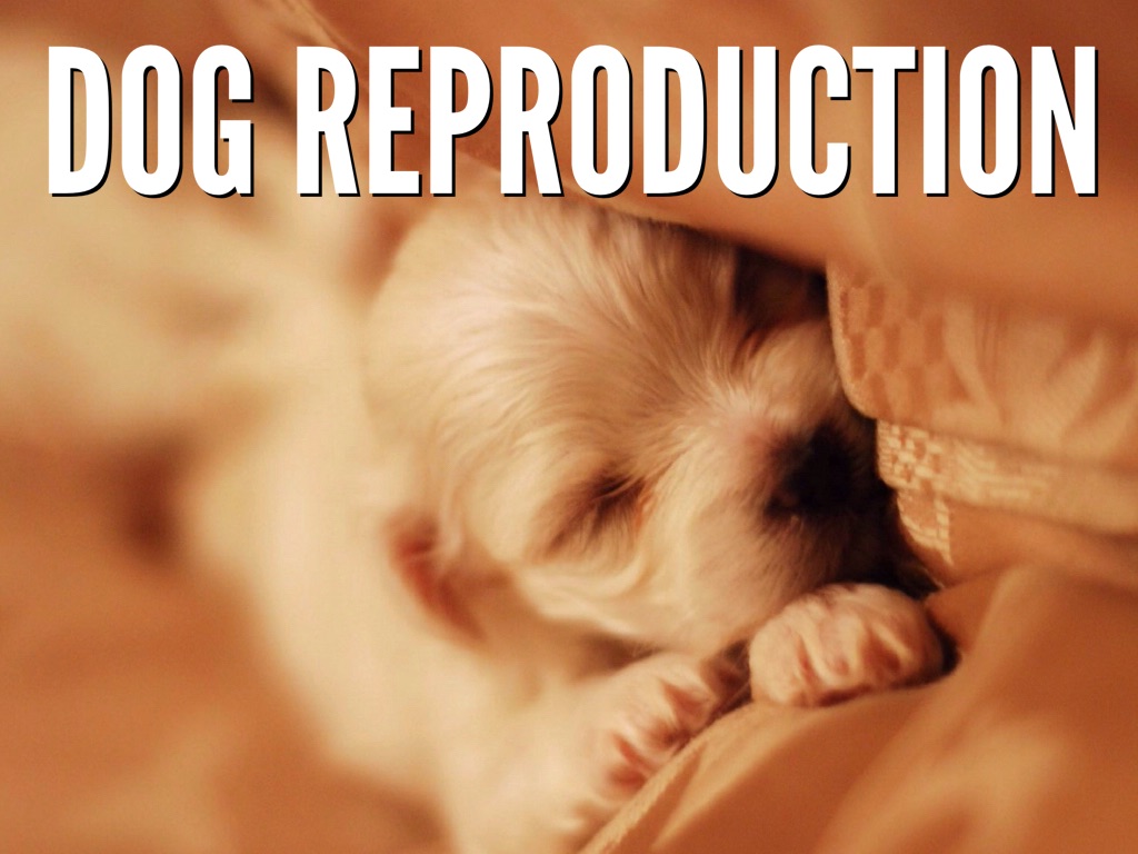 Dog Reproduction