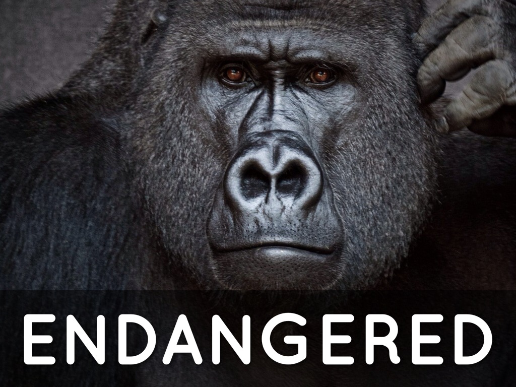 Endangered
