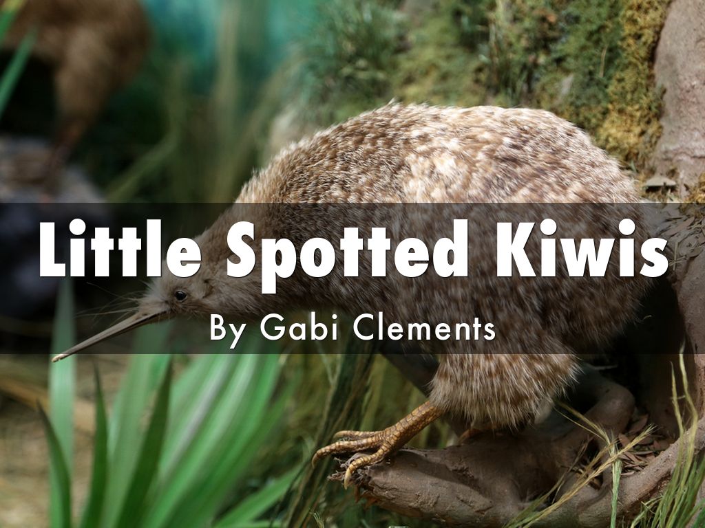 Little Spotted Kiwis
