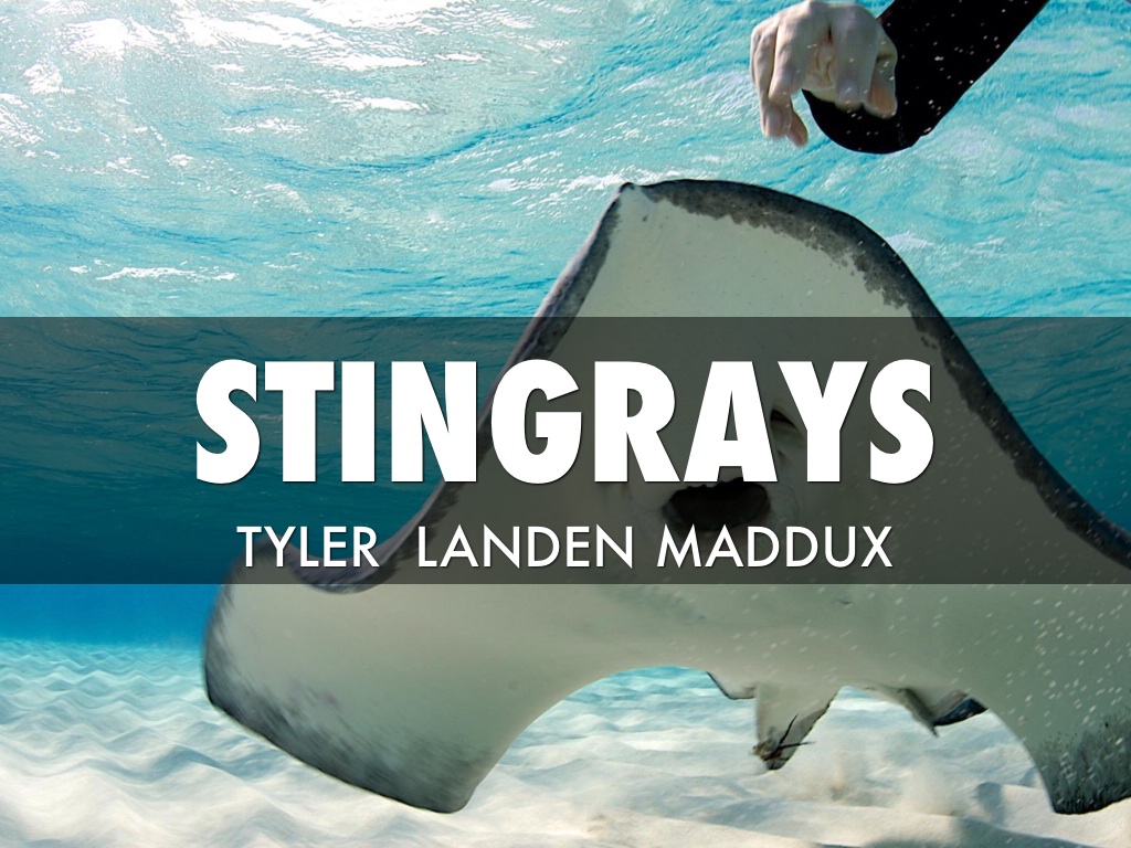  Stingrays