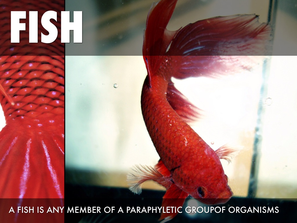 Fish