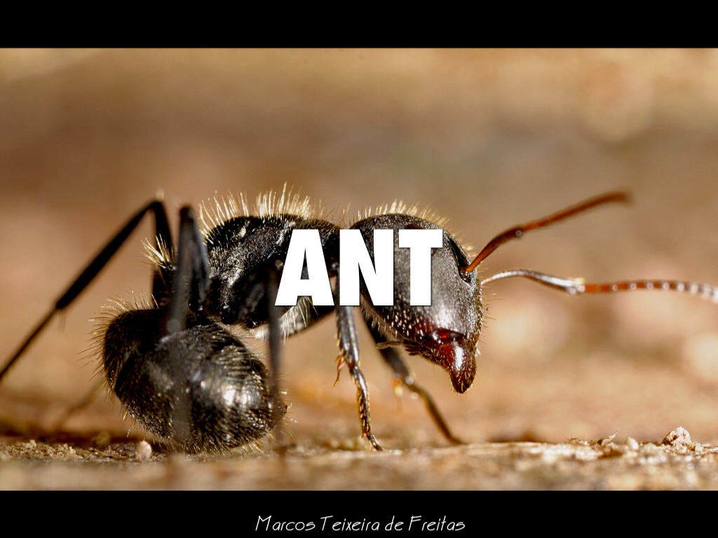 Ant