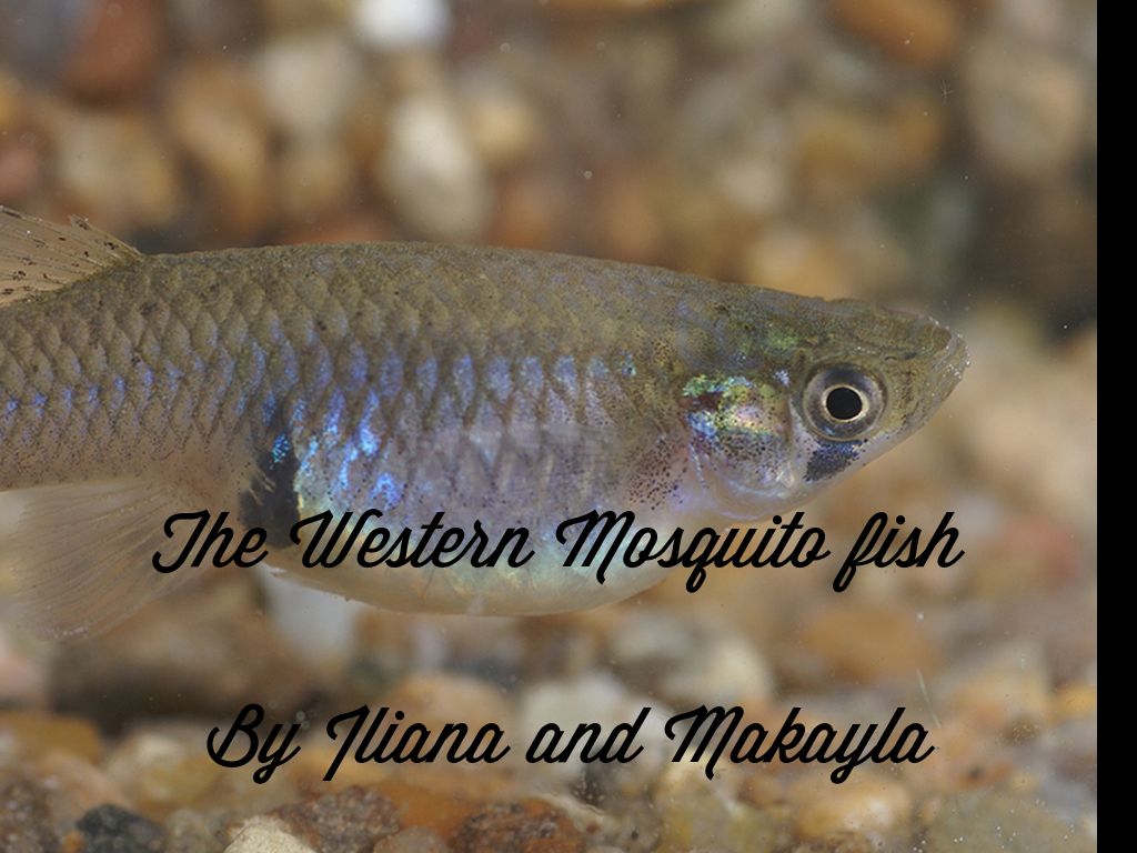 The Western Mosquito Fish🐟 by Aubrey Grier