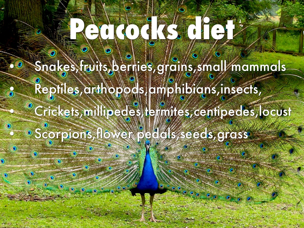 Diets For Birds by Tracie French