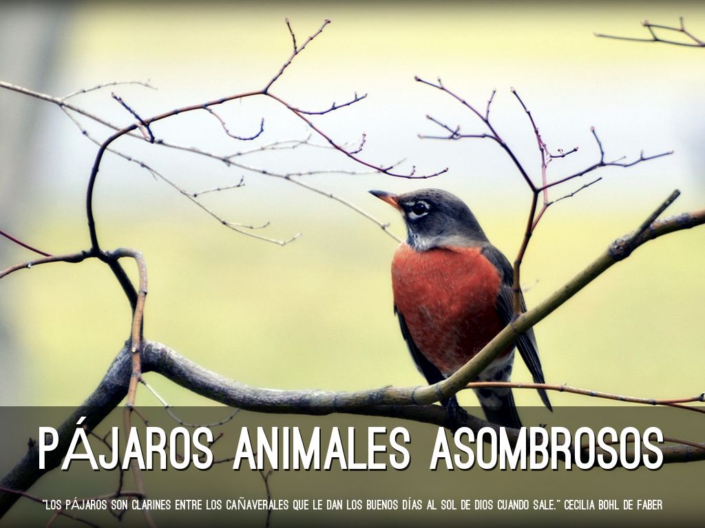 pájaros animales asombrosos