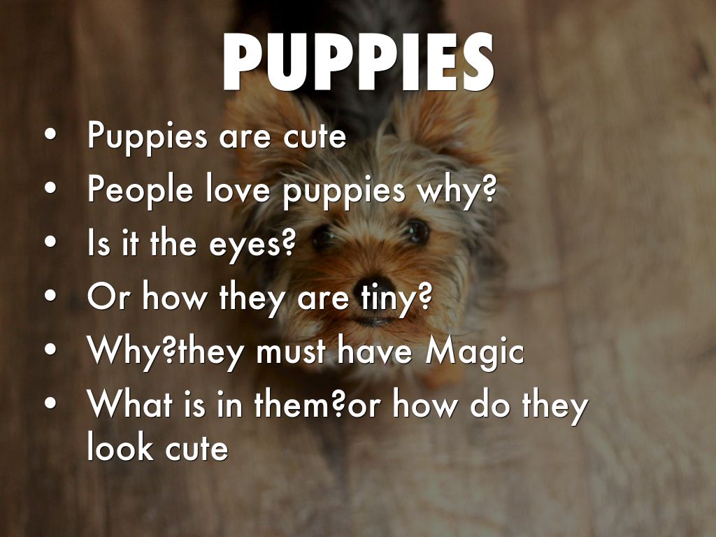 Puppies By Hanan 