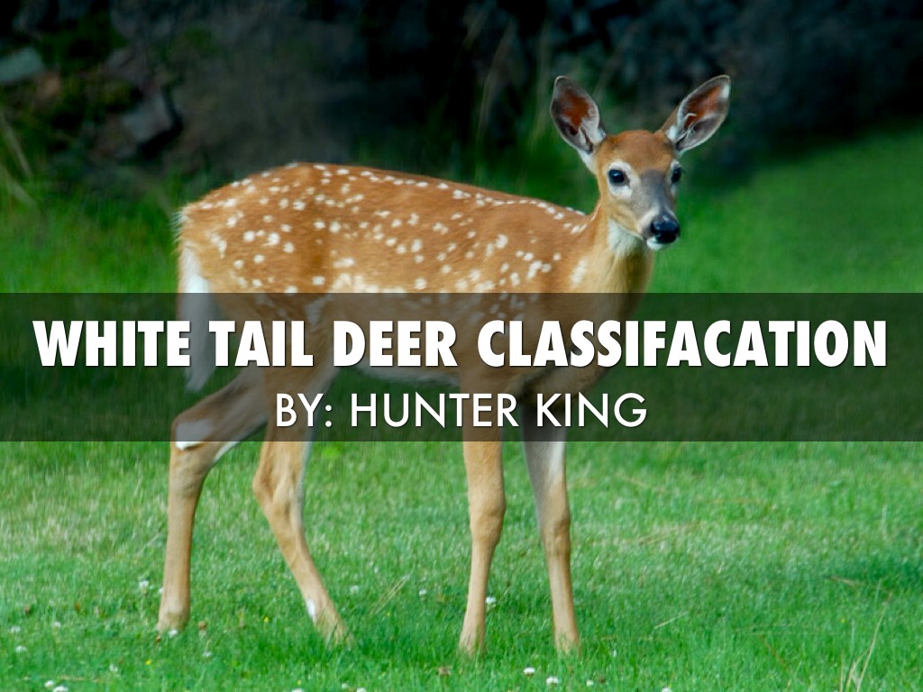 White Tail Deer