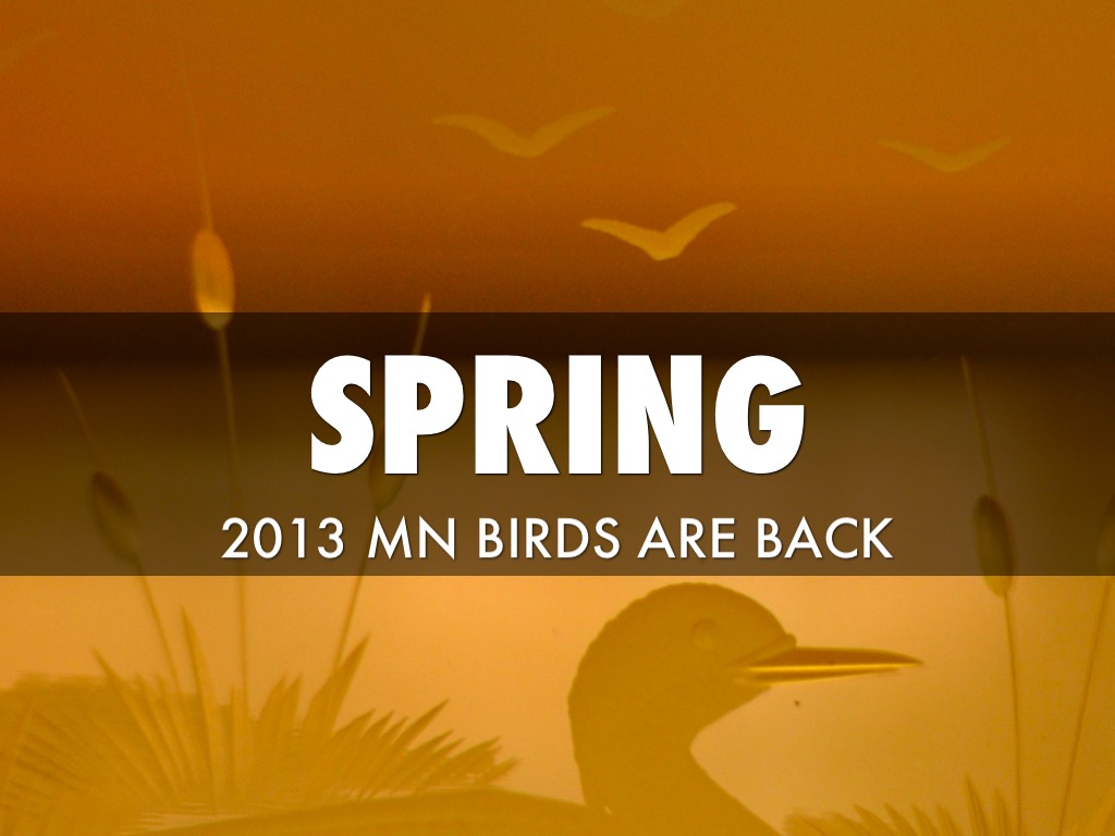Mn Spring Birds 