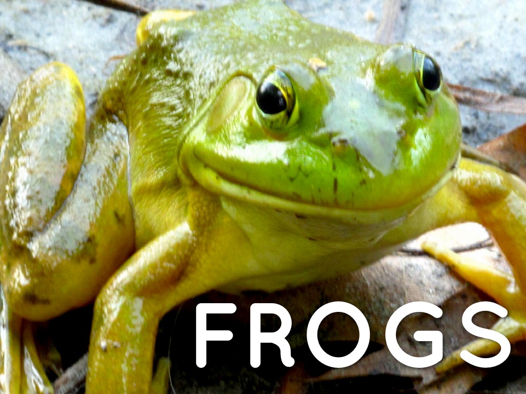 Frogs
