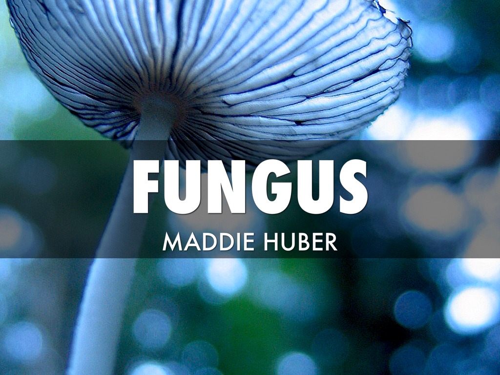 Fungus