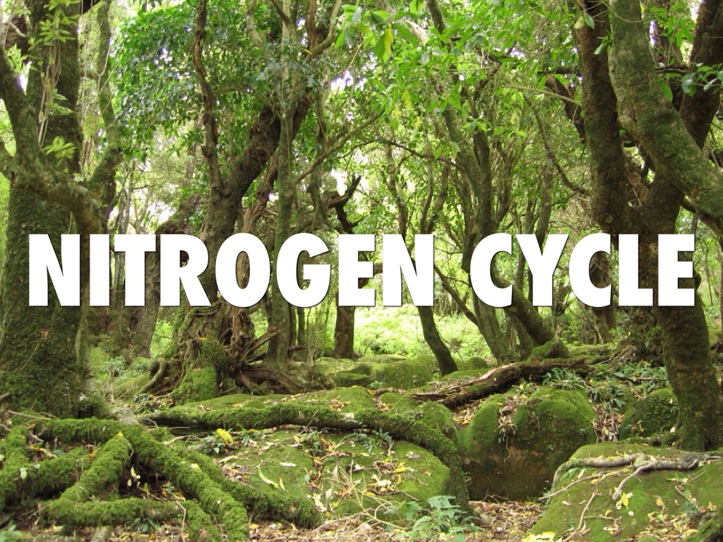 Nitrogen Cycle