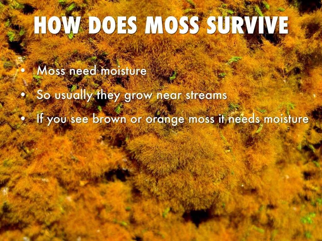Where Can Moss Grow by Josiah Jasso