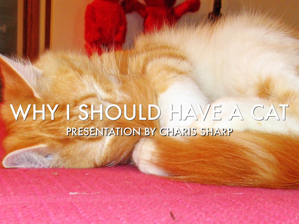 Why I Should Have A Cat