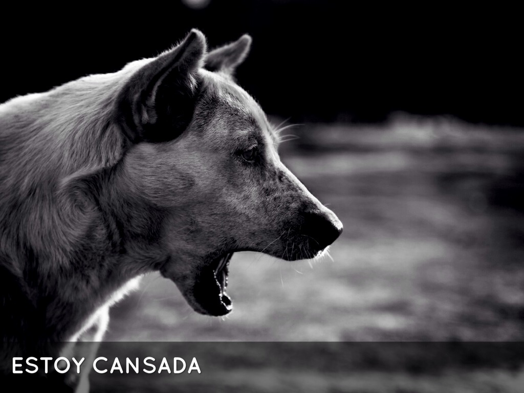 Spanish Homework-Estan