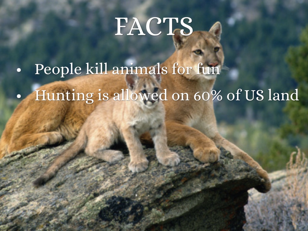 Hunting and Poaching by media12