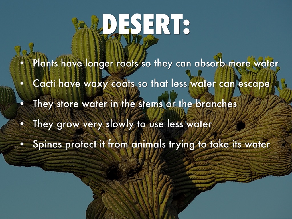 Structures And Adaptations Of Plants by William Shaver