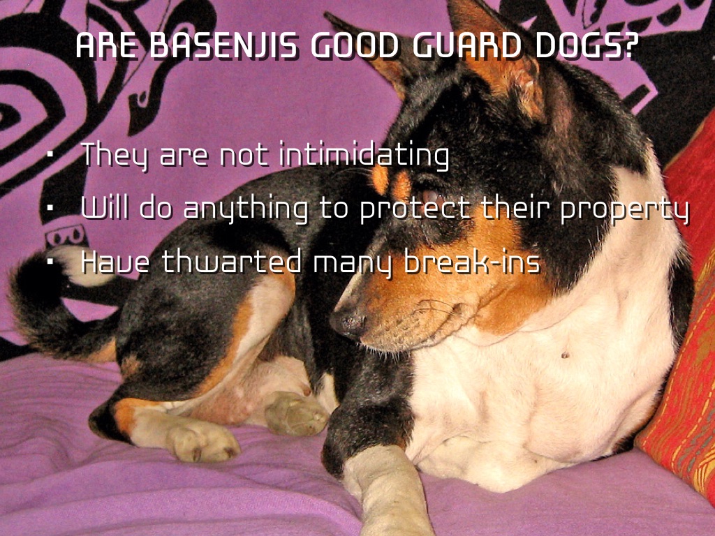 Are Basenjis Good Guard Dogs
