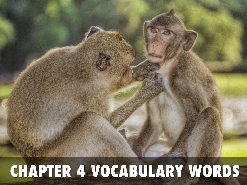 Copy of Chapter 4 Vocabulary