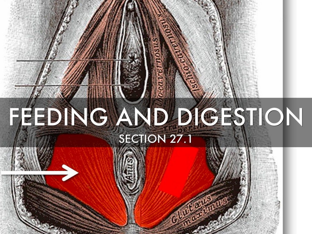 27.1 Feeding And Digestion 