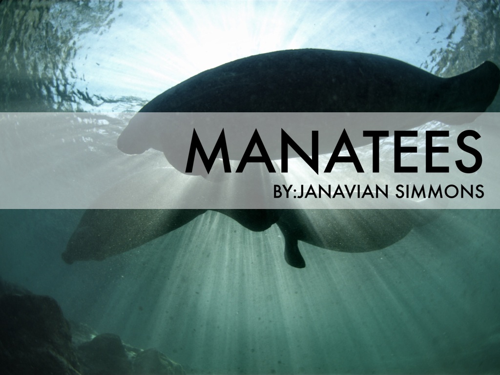 Manatees 