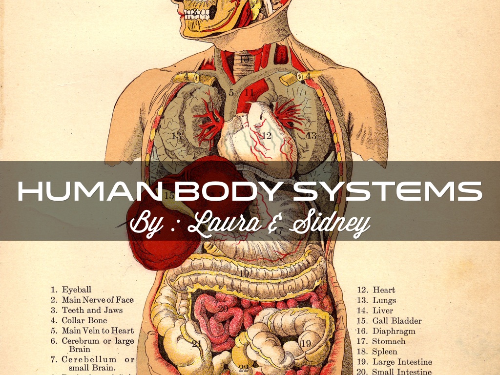 anatomy of human body art