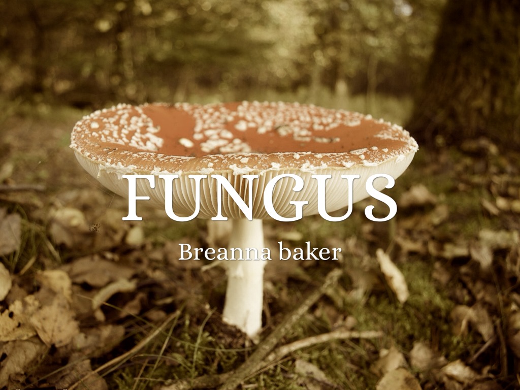 Fungus
