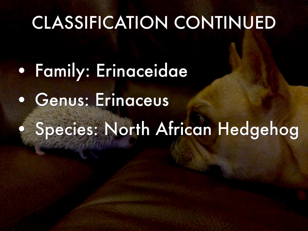 Hedgehog by Brett Smith