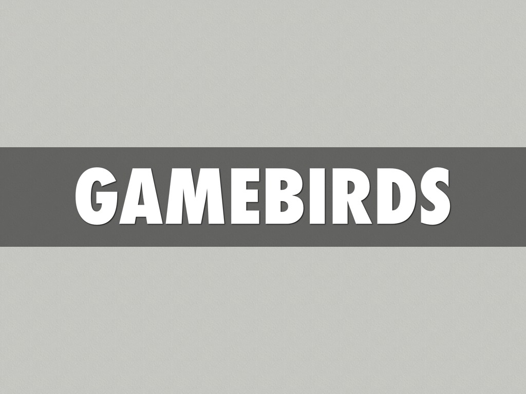 Game birds 