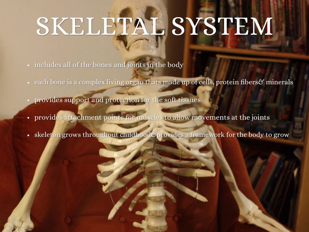 Human Body Systems