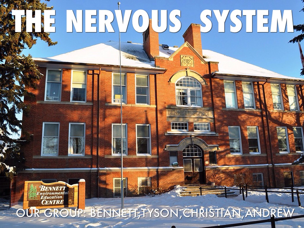 The Nervous System