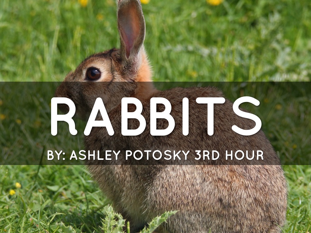 Ashley Rabbit Rabbits by Ashley Potosky