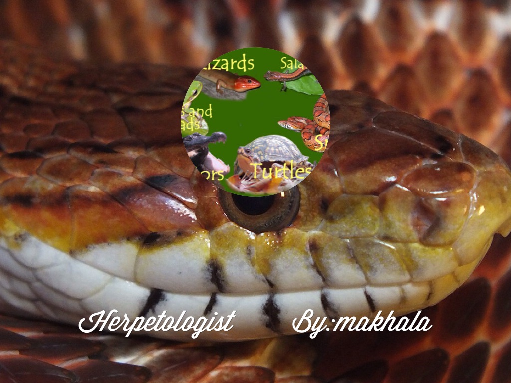Herpetologist By: Makhala
