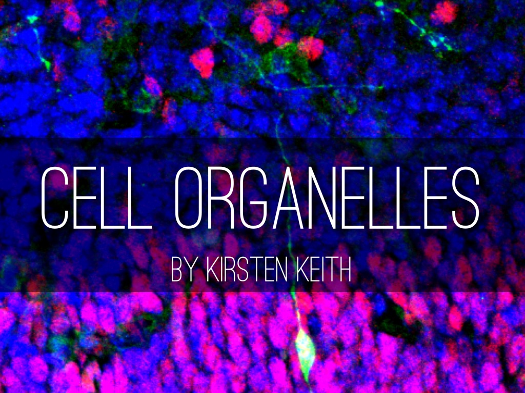 Cell Organelles