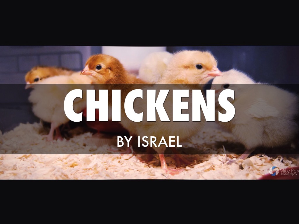 Chickens