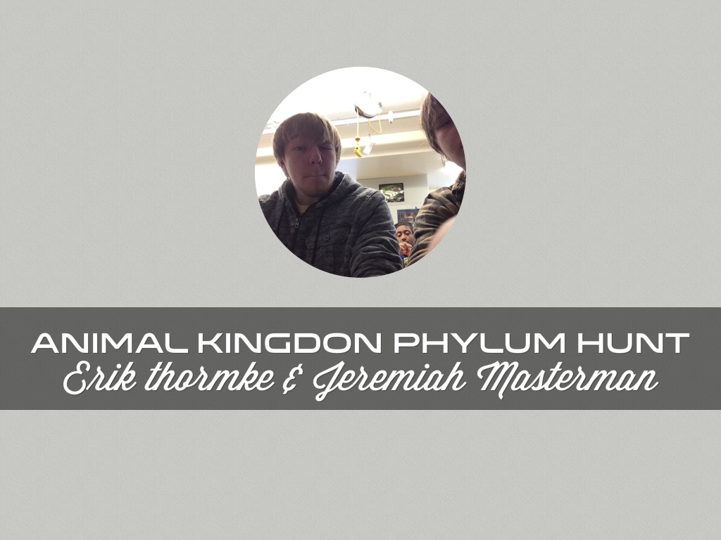 Animal kingdom Phylum Hunt