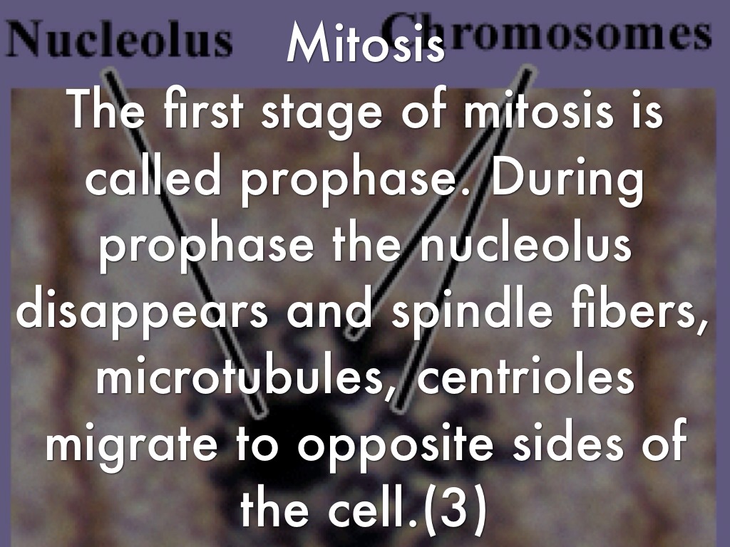 Mitosis Project by Ivy Blair