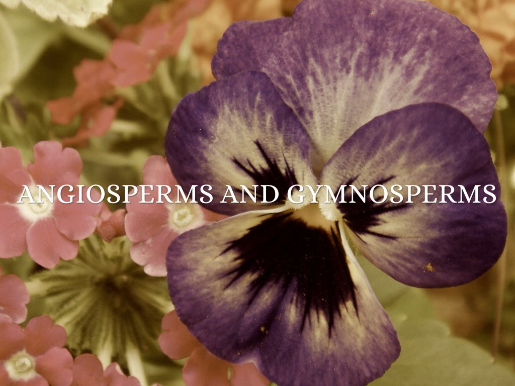 Angiosperms And Gymnosperms