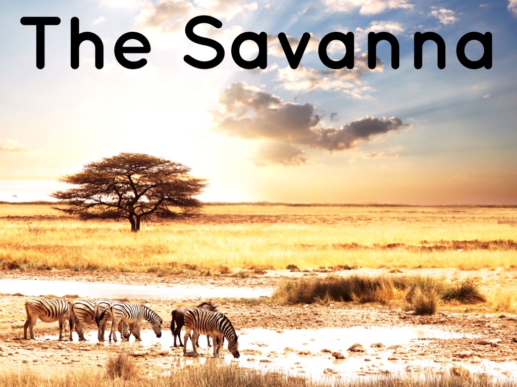 Savanna