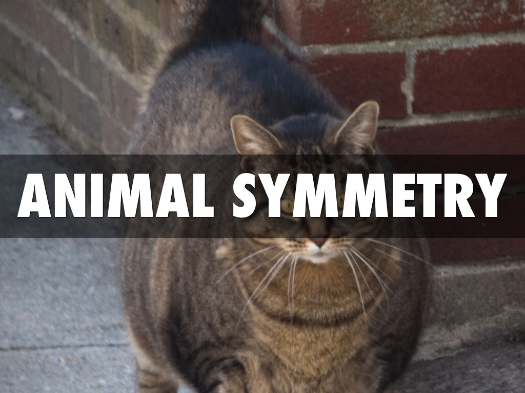 Animal symmetry