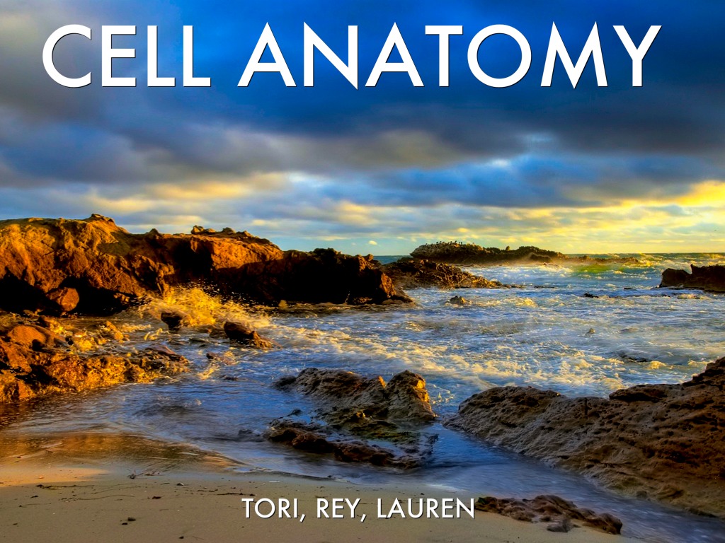 Cell Anatomy