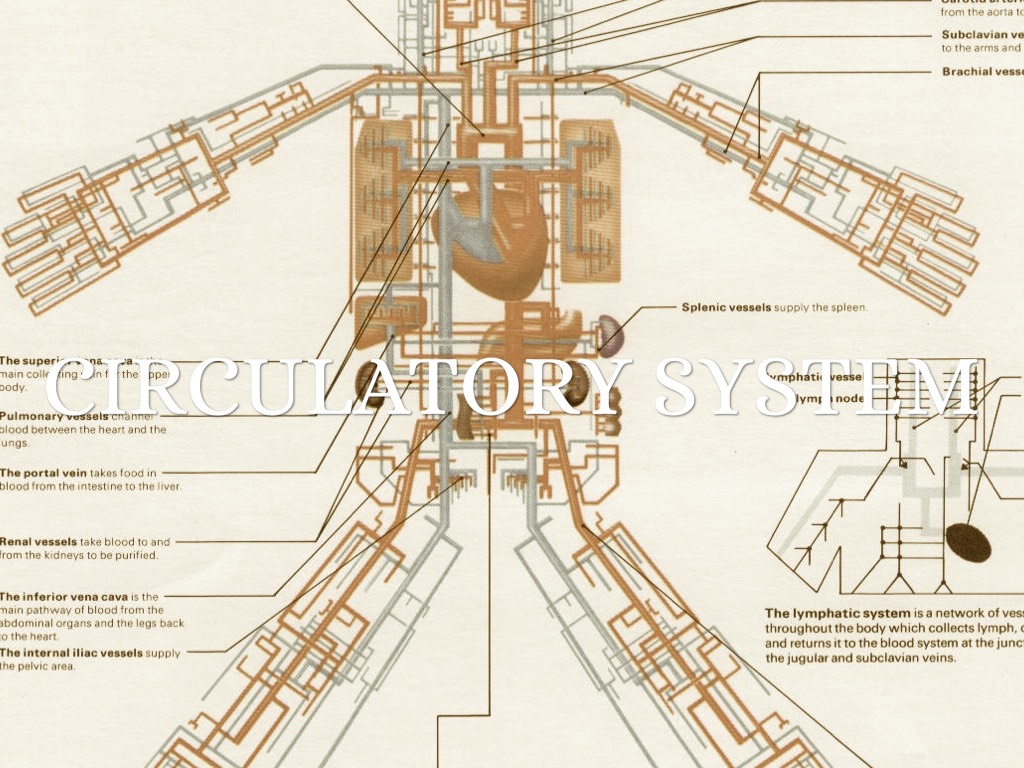 Circulatory System 