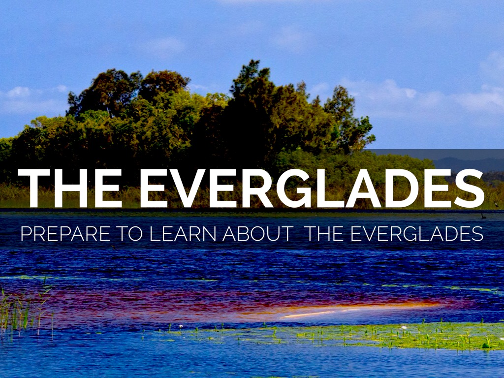 The Everglades