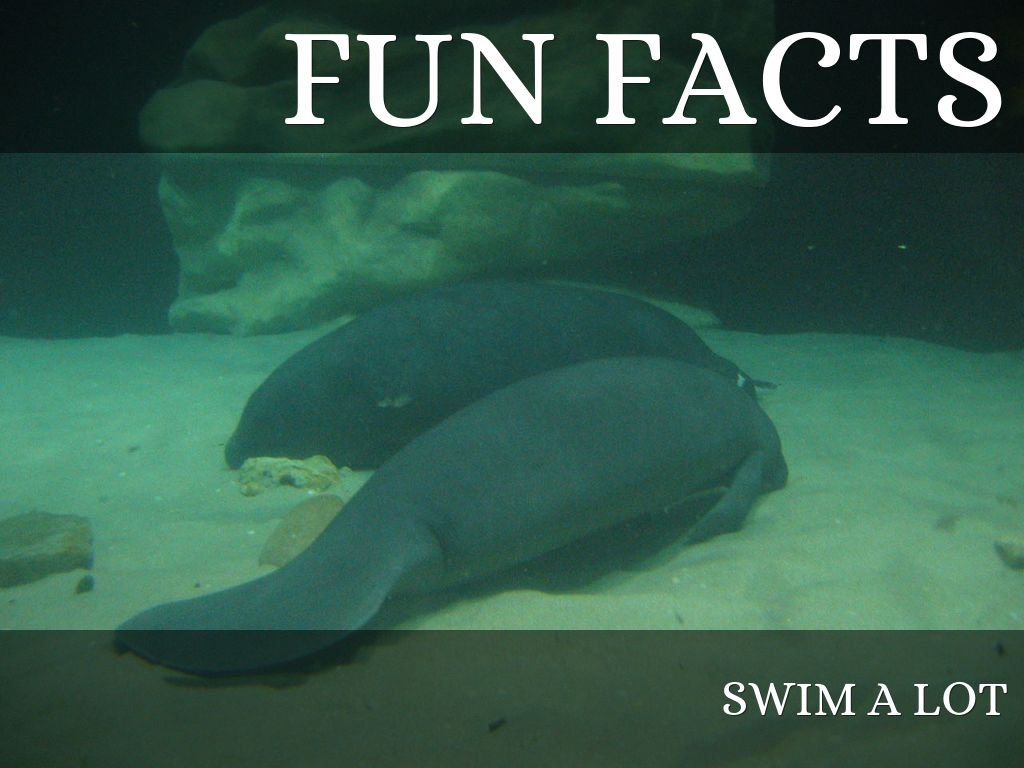 Manatees by Jennifer by boexx044