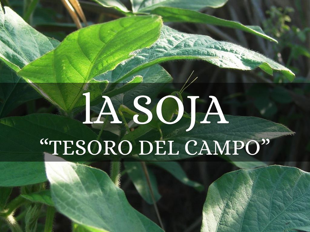 lA SOJA
