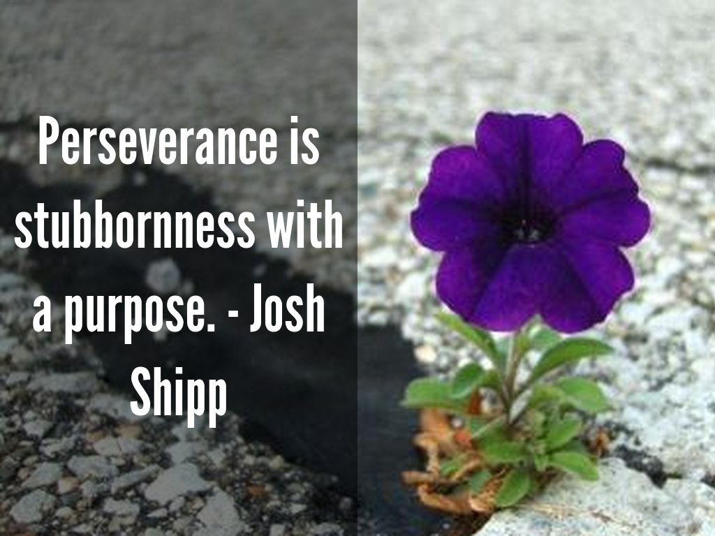 Perseverance is stubbornness with a purpose. - Josh Shipp
