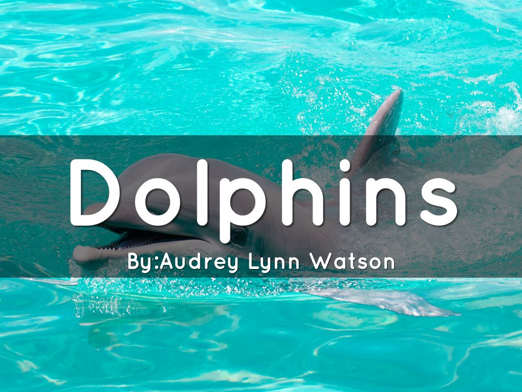 Dolphins