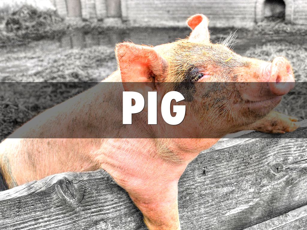 A Pig By Monty